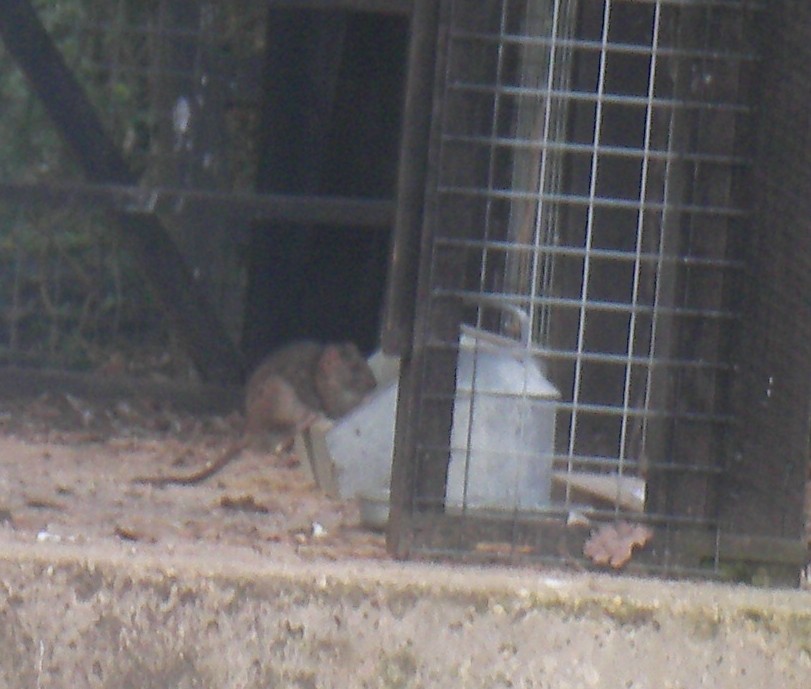 Life Longfield Chicken Diary March 2007